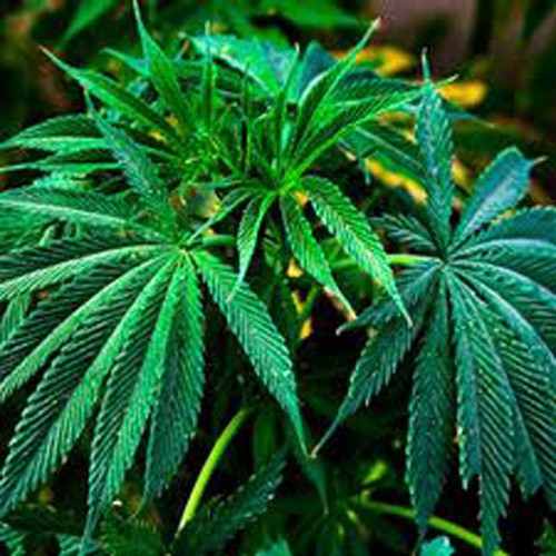 Острая интоксикация препаратами конопли марихуану могилев